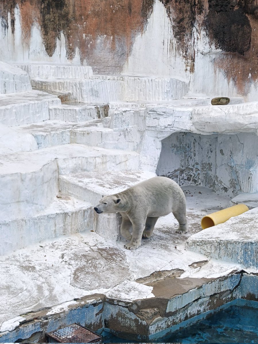 koikano_hsera's tweet image. 今日は初の彼氏さんとパンビュッフェデート＆動物園デートしてきたよおー！！
パン美味しすぎて20個くらい食べた気がする😂😂
初めて見る動物も沢山いてすっごく楽しかったあ👀✨
ありがとうございました︎💕
 #コイカノ関西  #レンタル彼女