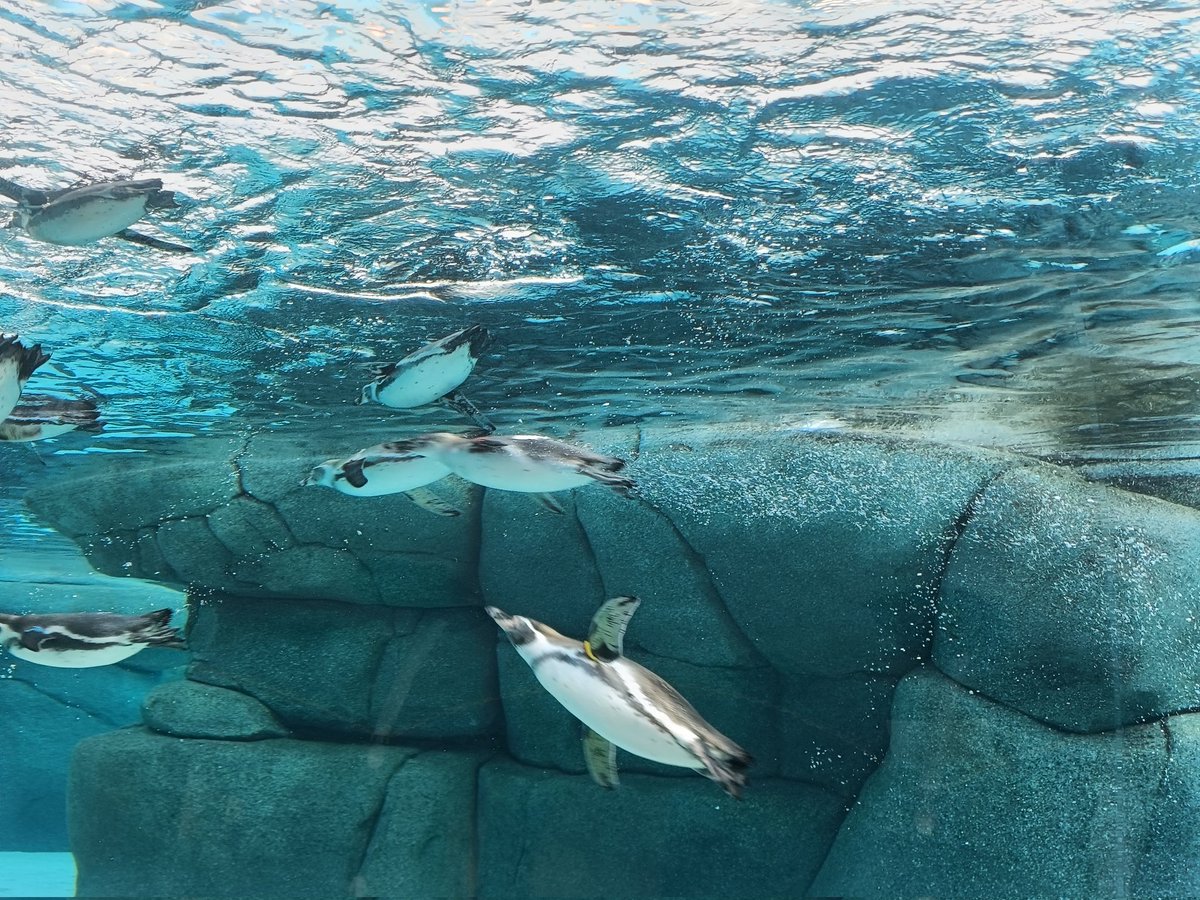 koikano_hsera's tweet image. 今日は初の彼氏さんとパンビュッフェデート＆動物園デートしてきたよおー！！
パン美味しすぎて20個くらい食べた気がする😂😂
初めて見る動物も沢山いてすっごく楽しかったあ👀✨
ありがとうございました︎💕
 #コイカノ関西  #レンタル彼女