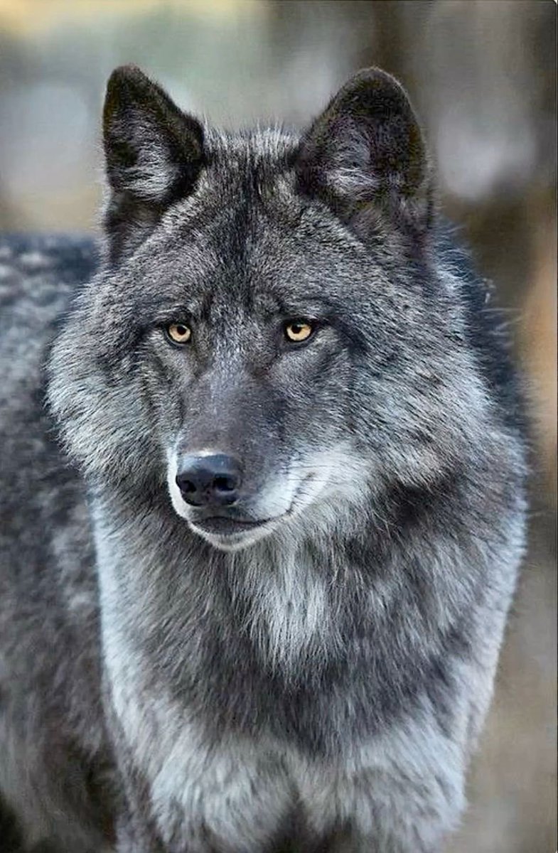 WOLF LOVERS tweet media