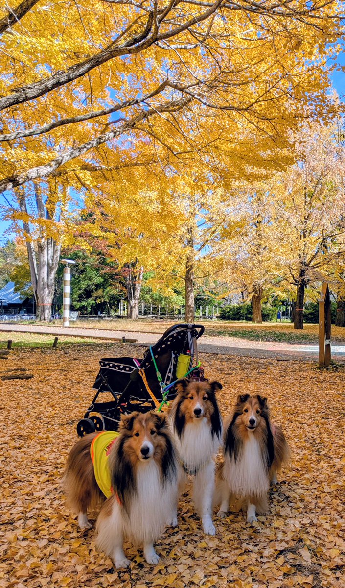 loverymarin's tweet photo. 国営昭和記念公園の紅葉🍁 https://t.co/E8EU396rbr