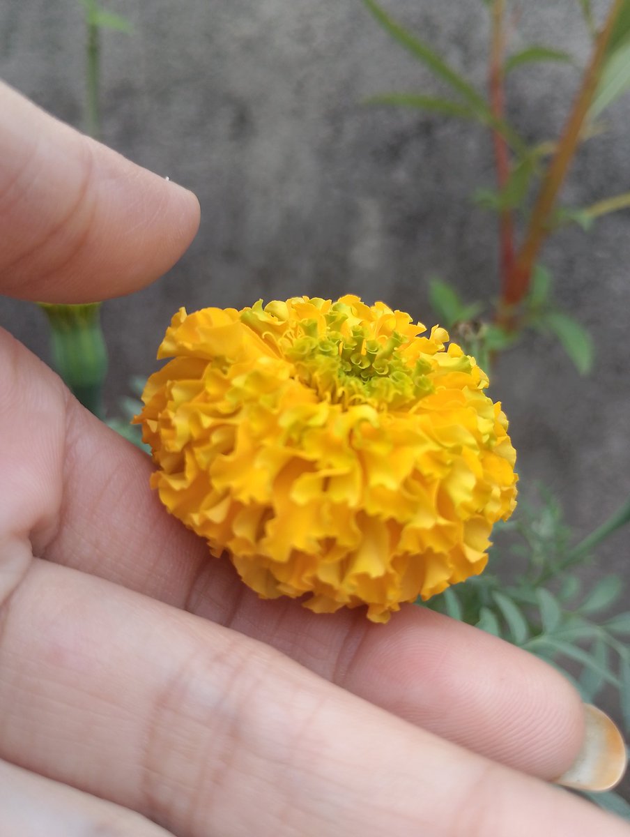 #winterseason 
#flower