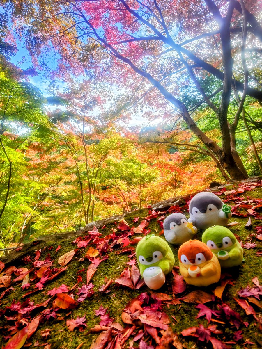 Megu♡ プロフ確認！用 MEGU (@tamawaratama83) / Posts / X