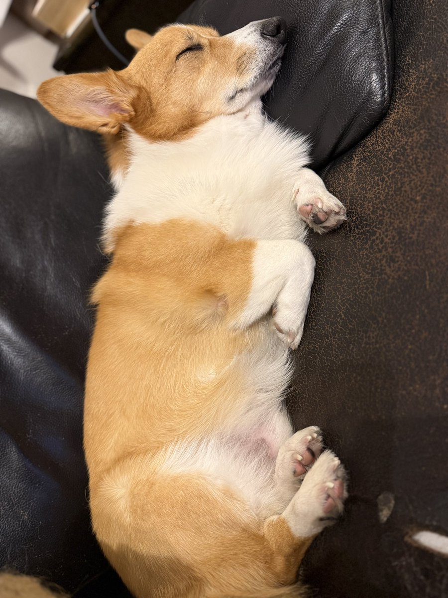 CorgiApo's tweet image. 寝ても覚めても、可愛い♡

#コーギー
#コーギーのいる暮らし
#Corgi