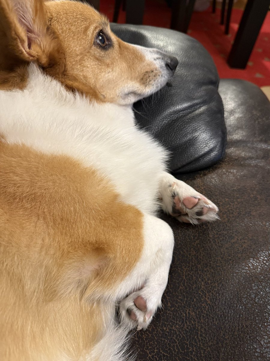 CorgiApo's tweet image. 寝ても覚めても、可愛い♡

#コーギー
#コーギーのいる暮らし
#Corgi