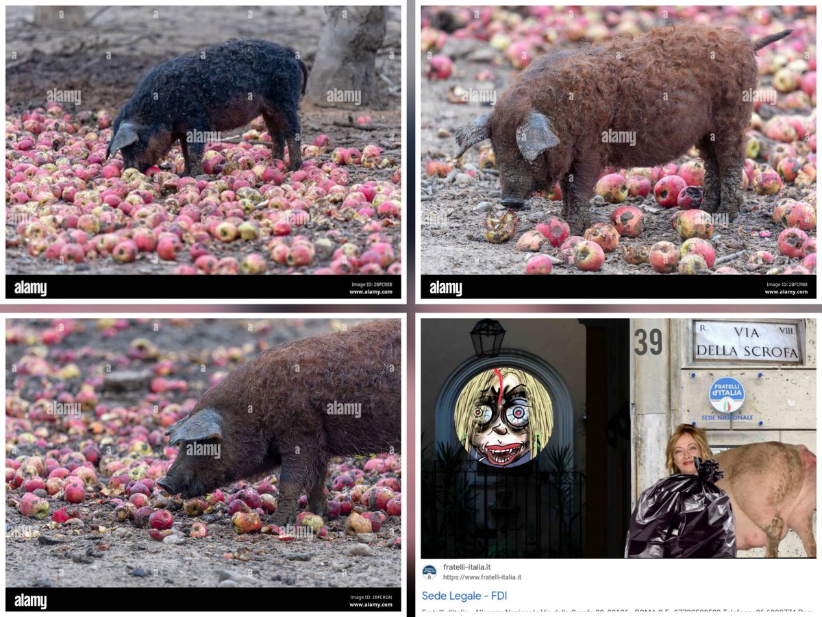 <a href="/AleAmbrosiTW/">Alessia Ambrosi 🇮🇹</a> <a href="/GiorgiaMeloni/">Giorgia Meloni</a> <a href="/FratellidItalia/">Fratelli d'Italia 🇮🇹</a> <a href="/ariannamln/">Arianna Meloni</a> <a href="/Donzelli/">Giovanni Donzelli</a> <a href="/adolfo_urso/">Adolfo Urso</a> <a href="/TommasoFoti/">Tommaso Foti</a> <a href="/galeazzobignami/">Galeazzo Bignami</a> <a href="/ChrisRicchiuti/">Christian Ricchiuti 🇮🇹</a> Ai maiali piacciono le mele🐖🐷🐽