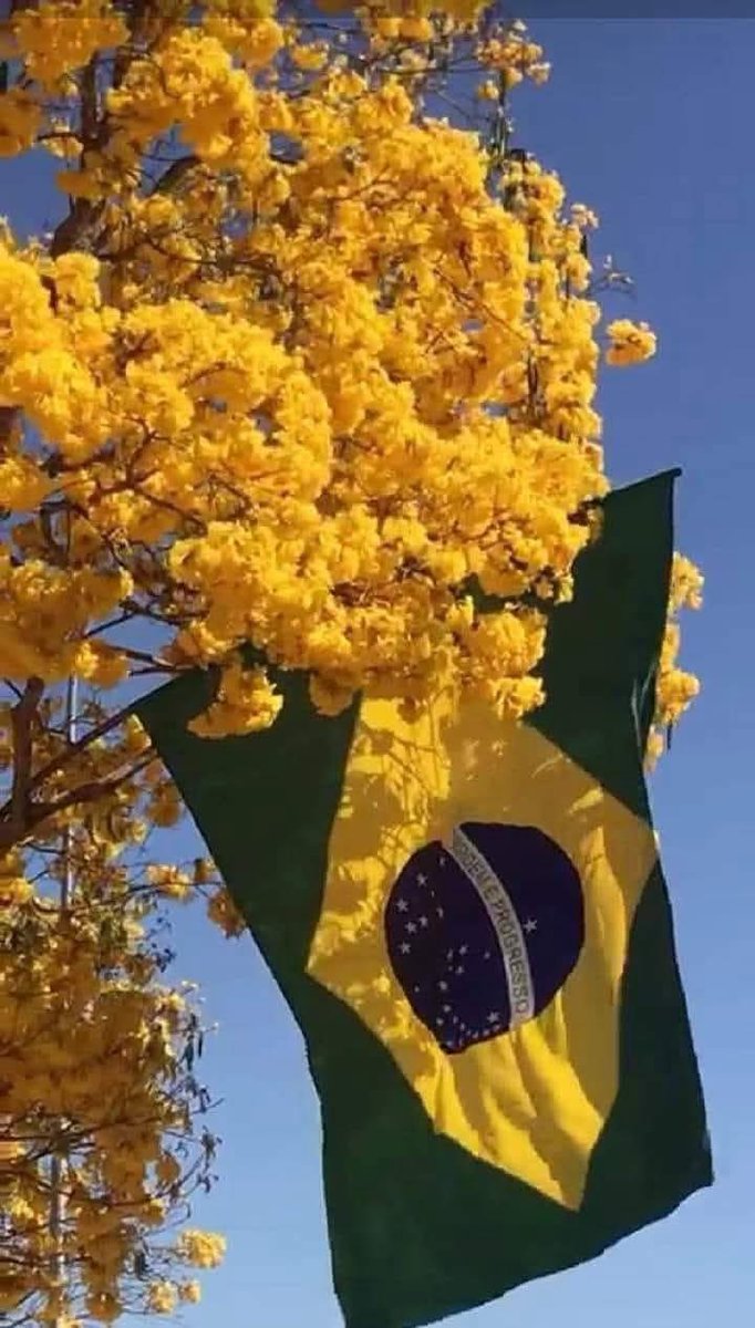 19 de novembro, Dia da Bandeira do Brasil.
Salve lindo pendão da esperança!