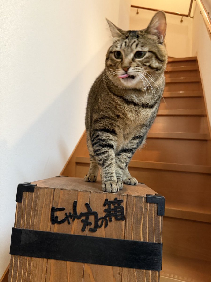 Kigitora（きじとら） (@kigitora_49) / Posts / X