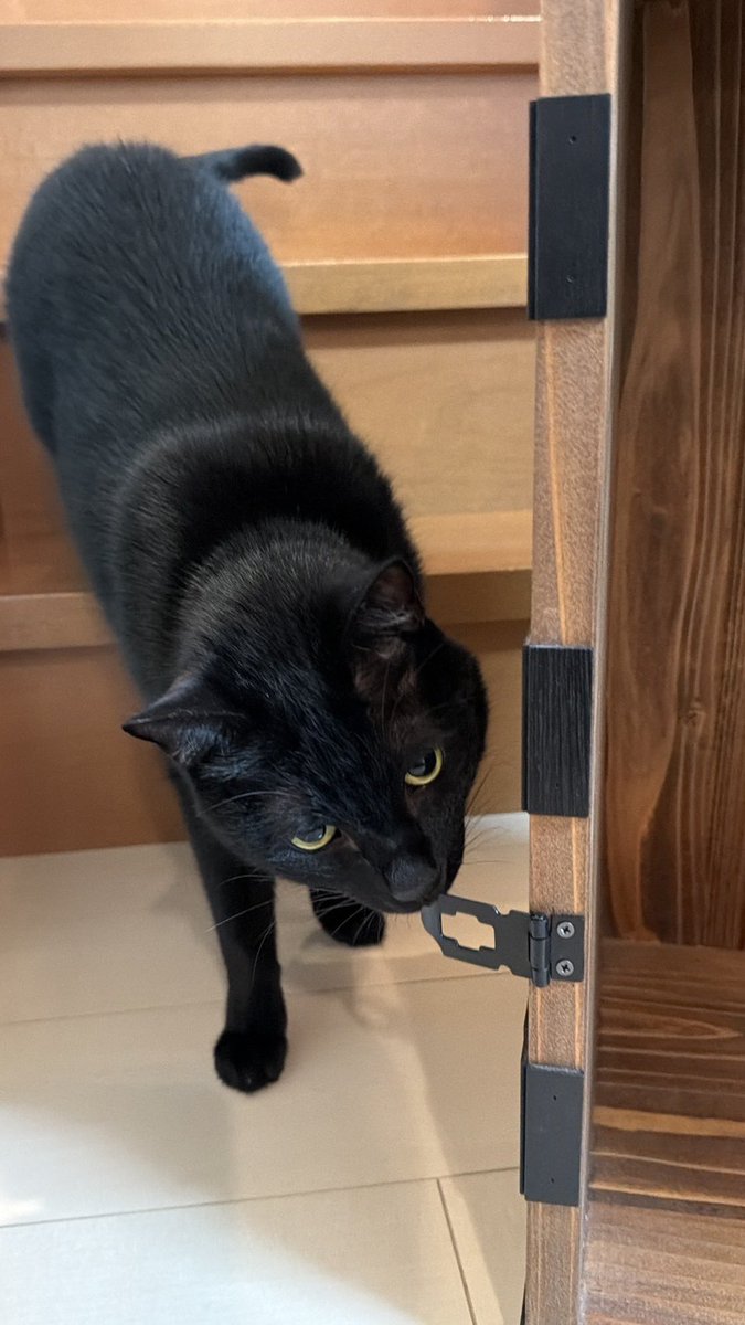 Kigitora（きじとら） (@kigitora_49) / Posts / X