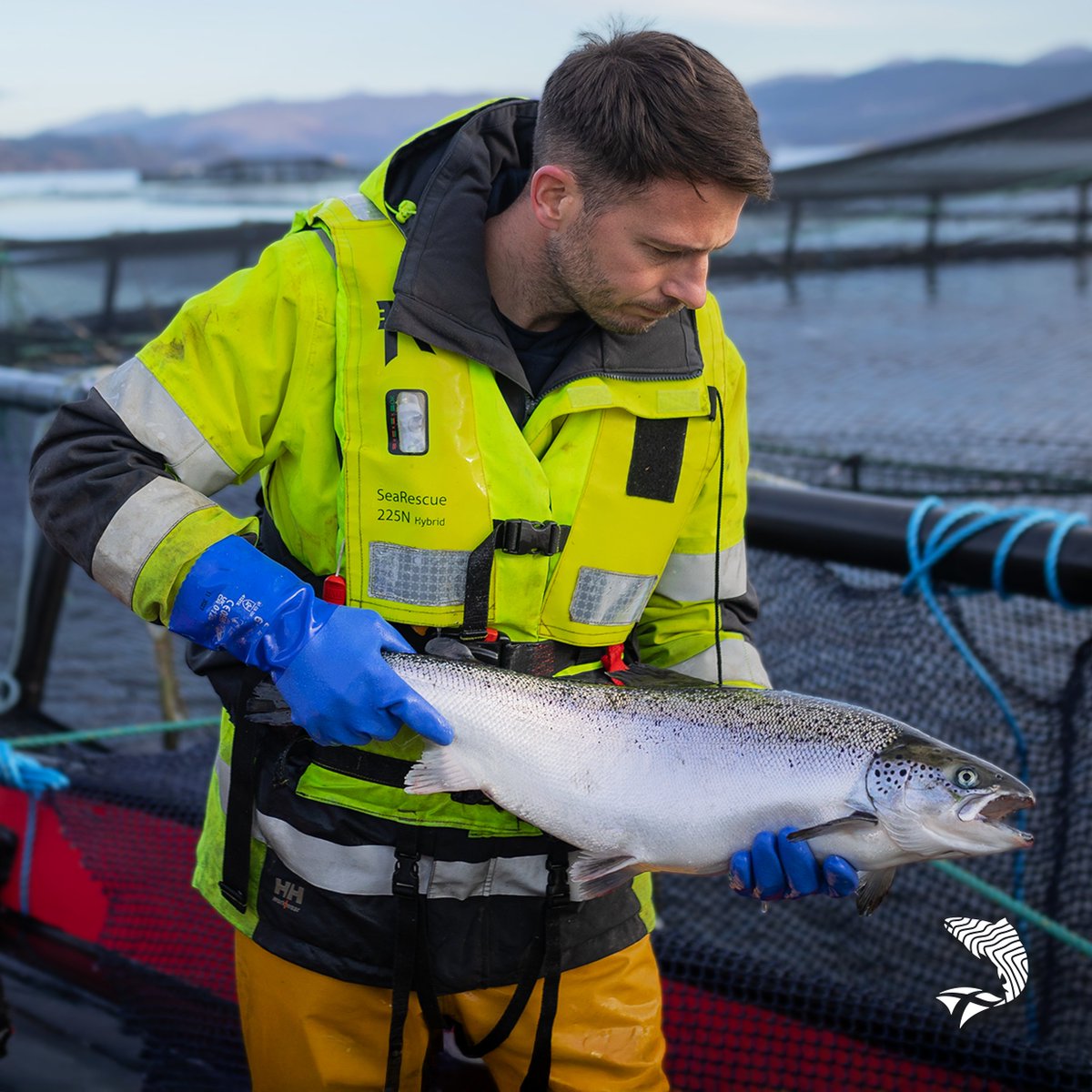 ScotlandSalmon's tweet image. Antibiotic use in #Scottishsalmon farming is now at its lowest level ever, UK Government figures reveal. 

Healthier fish and better care mean fewer treatments. Good news for fish welfare and for consumers who want responsibly farmed food.