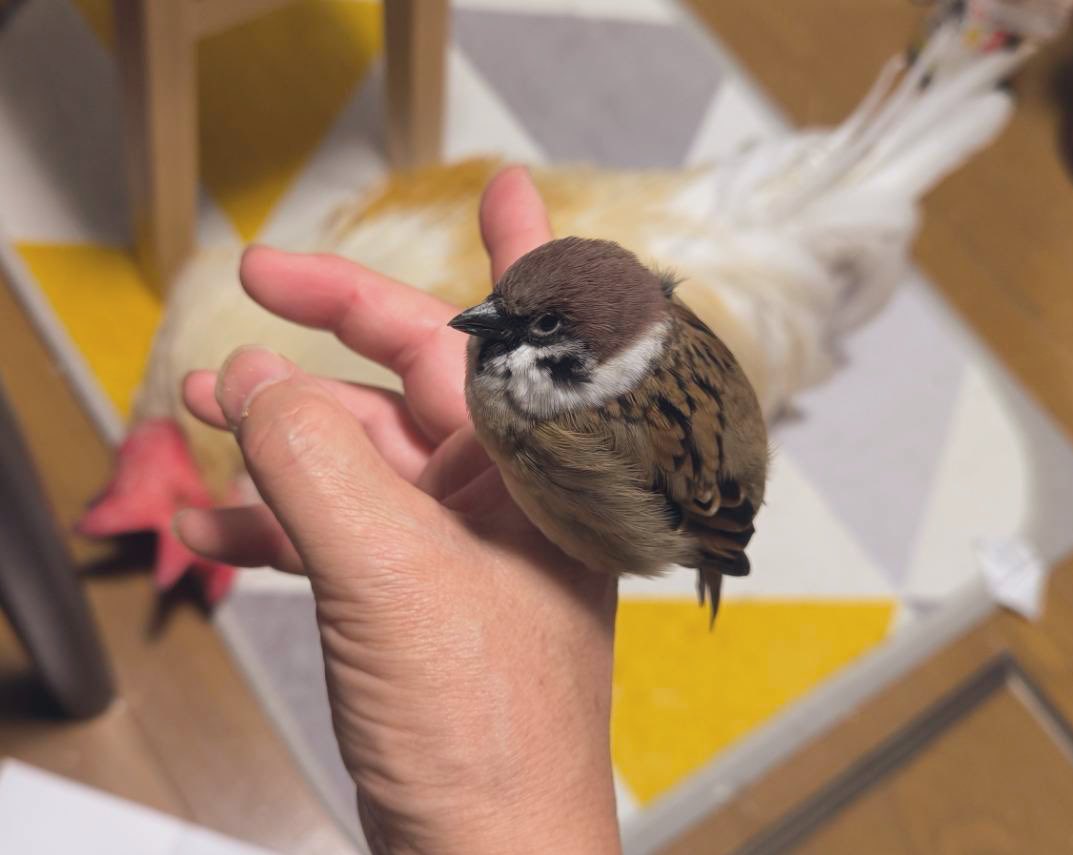 もっこり (@Mokkori_17) / Posts / X