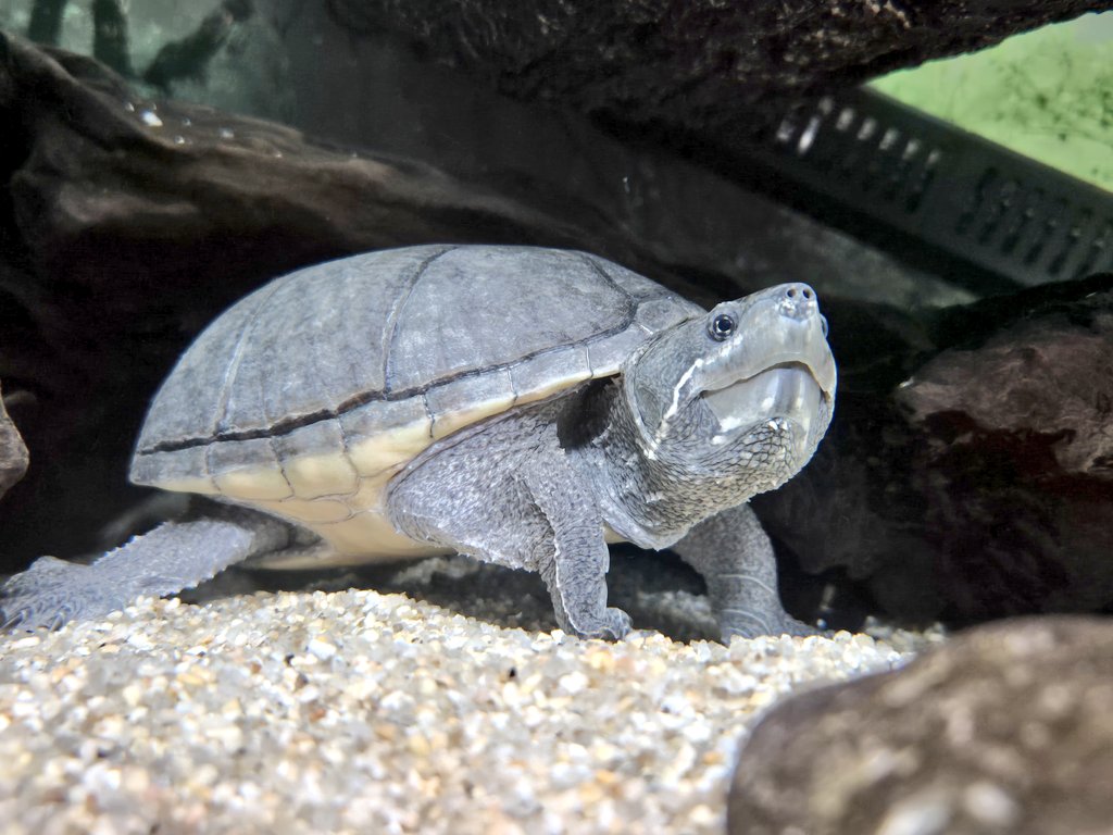 loglog5959's tweet image. 아 늠름해