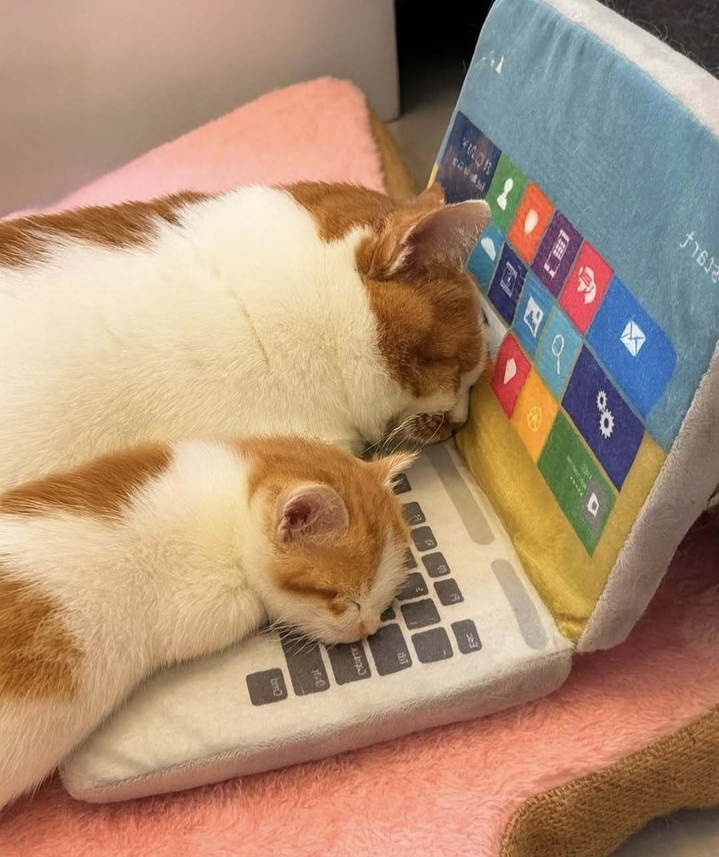 ShouldHaveCat's tweet image. like mother like daughter