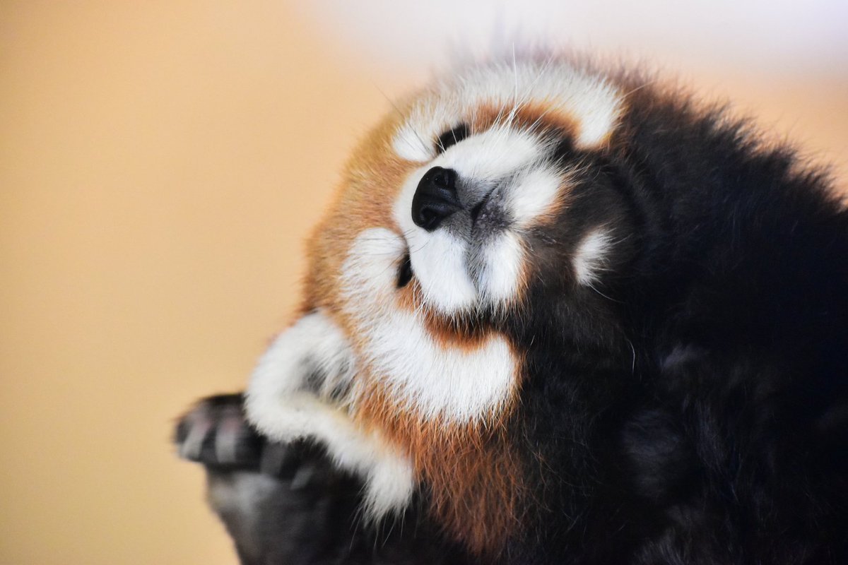 tiger_zoo_c's tweet image. 源ちゃんとかりんちゃん🍎🌿

#レッサーパンダ
#東武動物公園