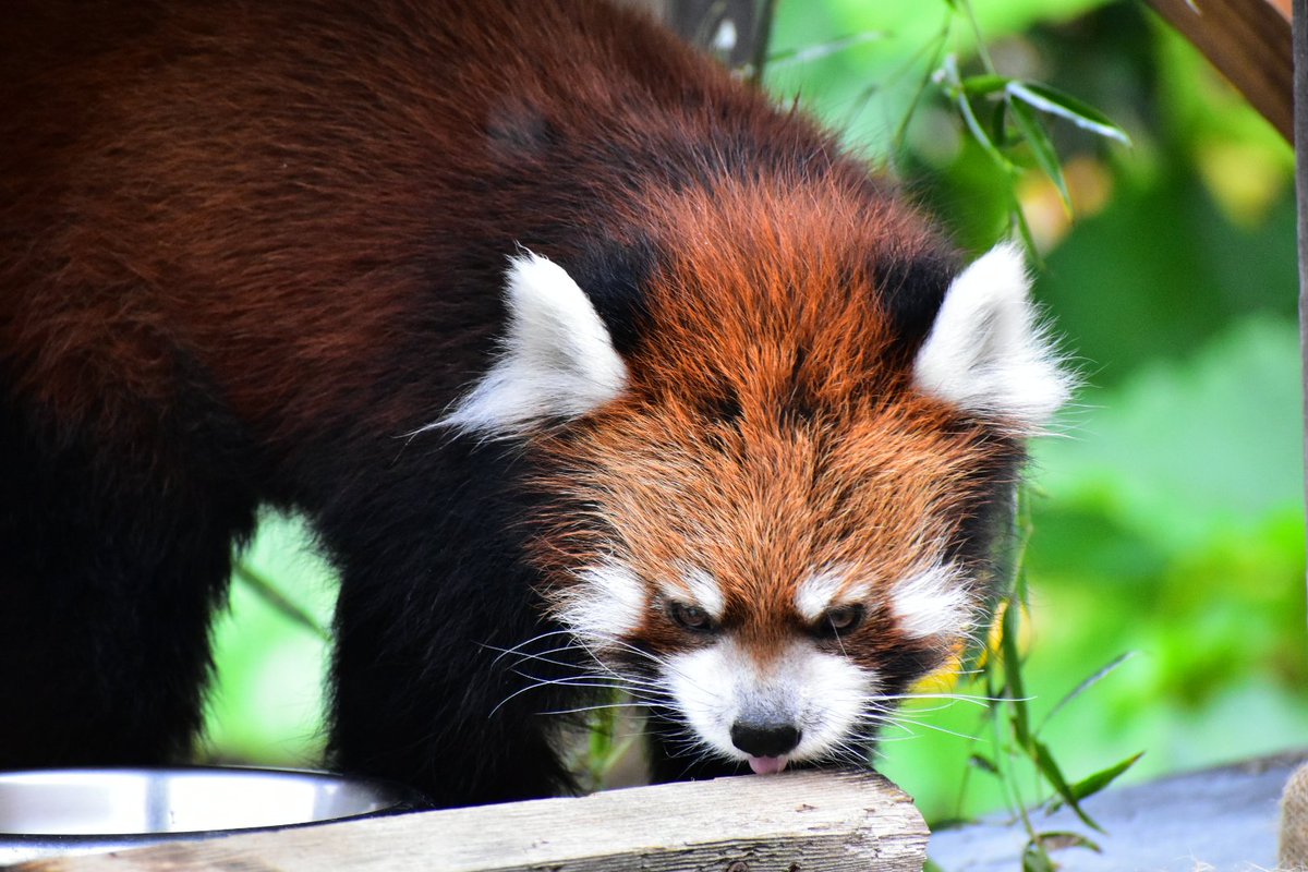tiger_zoo_c's tweet image. 源ちゃんとかりんちゃん🍎🌿

#レッサーパンダ
#東武動物公園