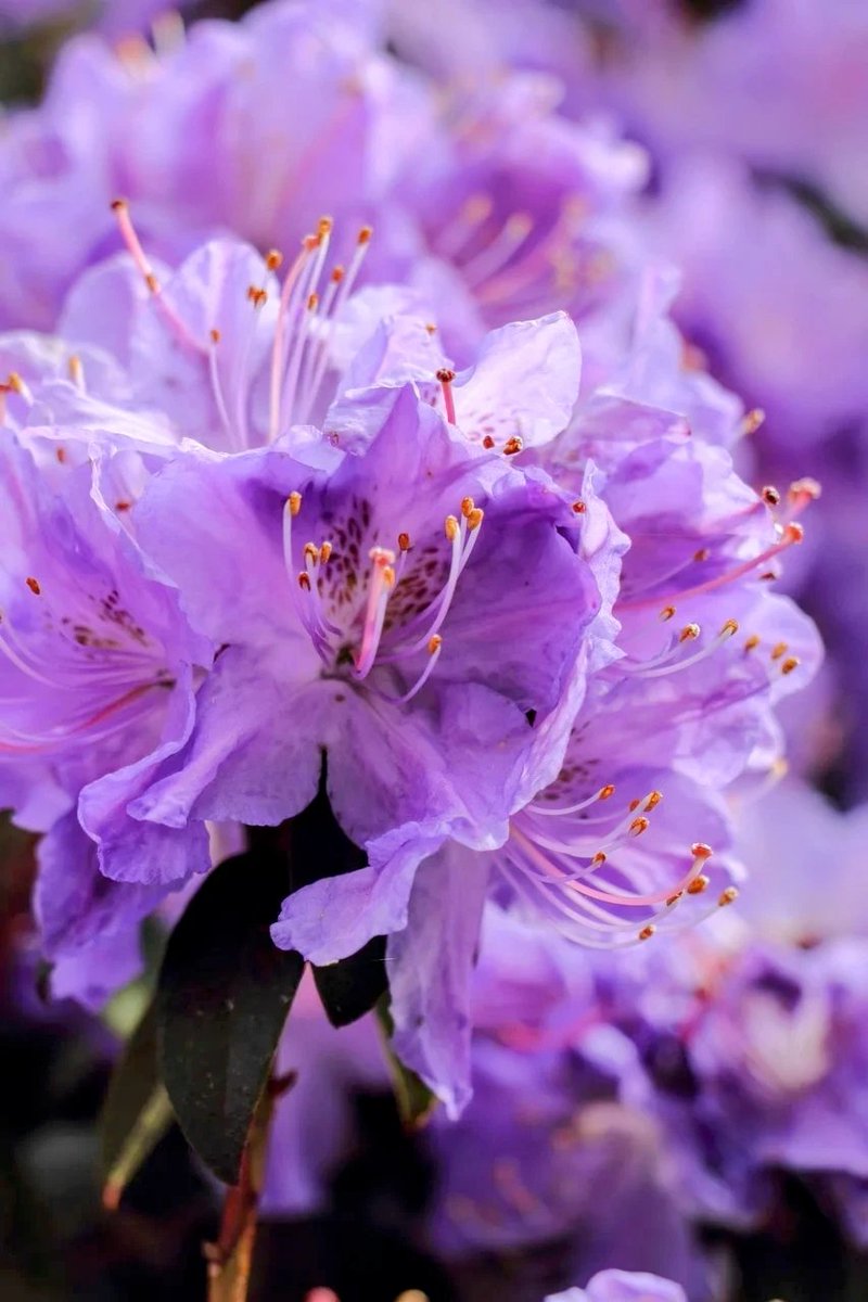 t_a_m_a_ch's tweet image. 皆さんおはたま🍒

紅葉の写真の話をしてたんだけど、木だけ撮るのか自分も写り込むのかって話になって

俺は自撮りとか得意ではないので木だけ撮ります

でもどうしても人間が必要な場面があるよね

証明書関係とか...…