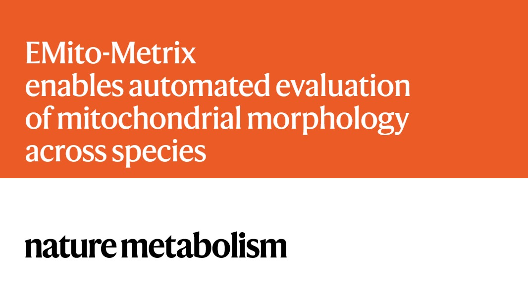 NatMetabolism's tweet image. CORRESPONDENCE | M Vigneau, JP Pradère et al. (U Toulouse):

EMito-Metrix enables automated evaluation of mitochondrial morphology across species

nature.com/articles/s4225…
