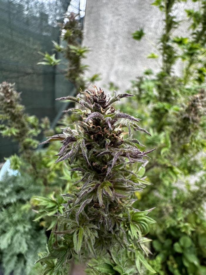 🔥 TerpyZ ABC – Feral Fuel OUTDOOR mode! 

Grower BrigadeDesTerps is showing off a wild Feral Fuel ABC© run from <a href="/TerpyzGenetics/">TERPYZ MUTANT GENETICS</a>  — mutant structure + outdoor sun = absolute madness 💚