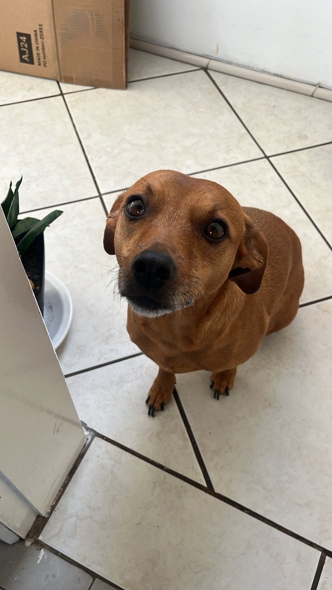 JhenifferPaim's tweet photo. @tododiacaes Minhas nenês, todas resgatas de maus tratos .. Bombom a 6 anos comigo, lacta as 4 anos, Alaska 1 ano ❤️ https://t.co/9fkj3Ej4e1