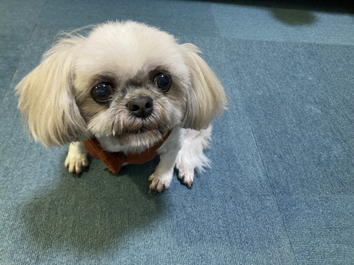 メルちゃんシャンプーカットしました🐶