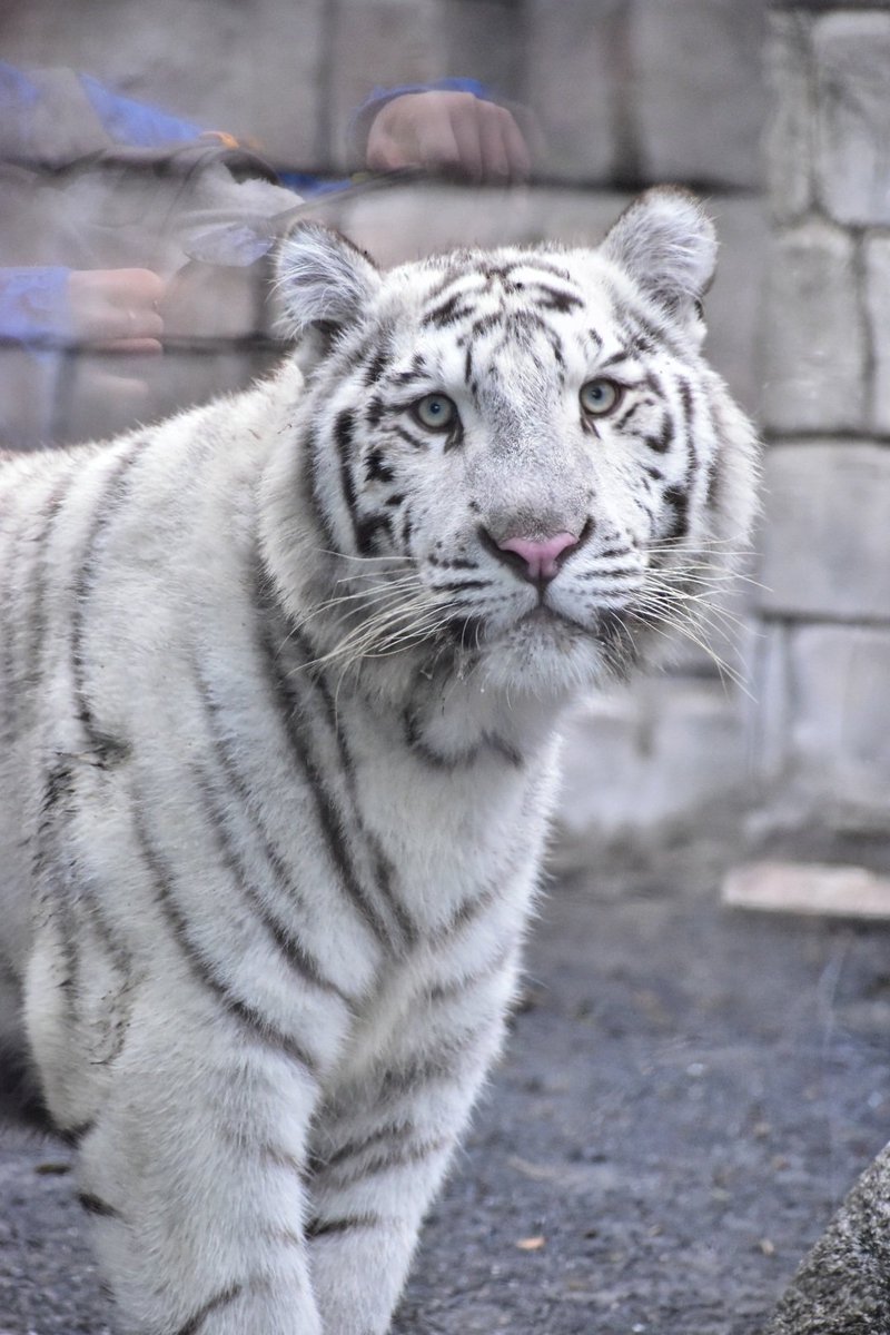 tiger_zoo_c's tweet image. ハクちゃんが可愛すぎるので見てほしい🥹

#ハク
#東武動物公園
#ホワイトタイガー