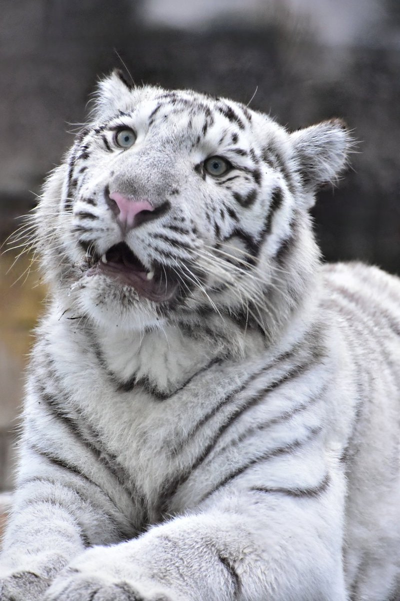 tiger_zoo_c's tweet image. ハクちゃんが可愛すぎるので見てほしい🥹

#ハク
#東武動物公園
#ホワイトタイガー