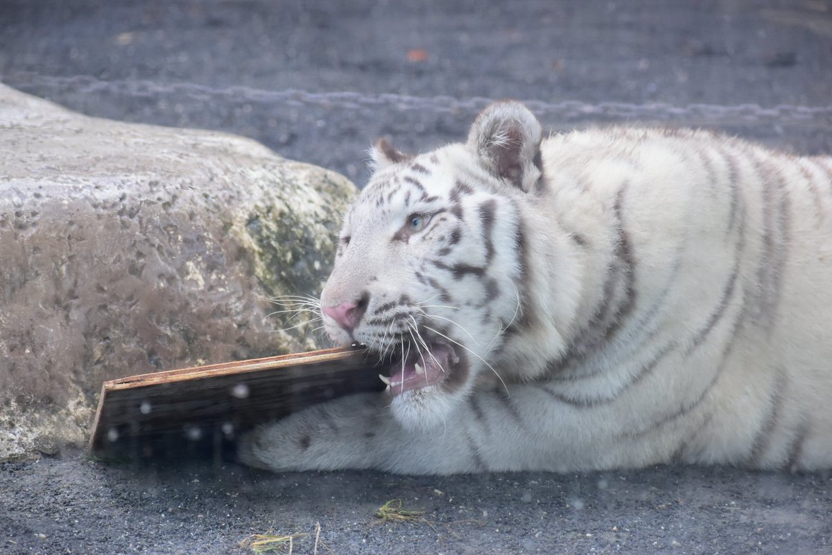 tiger_zoo_c's tweet image. お肉もっとたべたかったなー！っていう欲張りなコタ

#コタ
#ホワイトタイガー
#東武動物公園