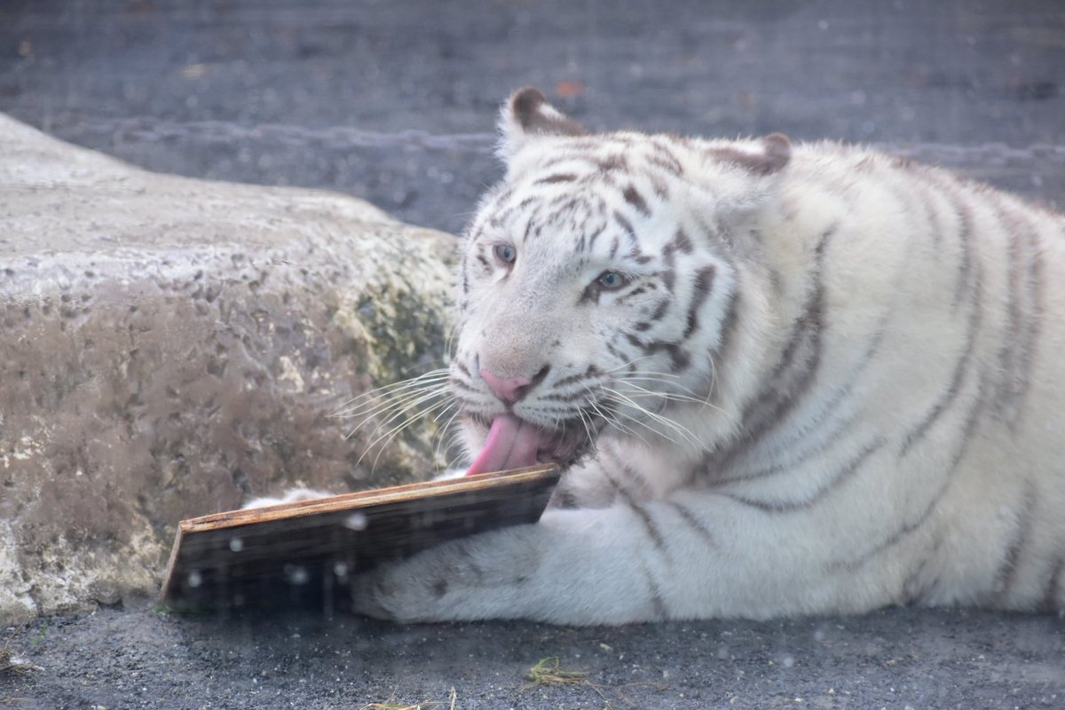 tiger_zoo_c's tweet image. お肉もっとたべたかったなー！っていう欲張りなコタ

#コタ
#ホワイトタイガー
#東武動物公園