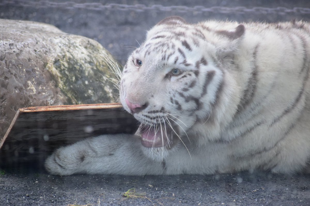 tiger_zoo_c's tweet image. お肉もっとたべたかったなー！っていう欲張りなコタ

#コタ
#ホワイトタイガー
#東武動物公園