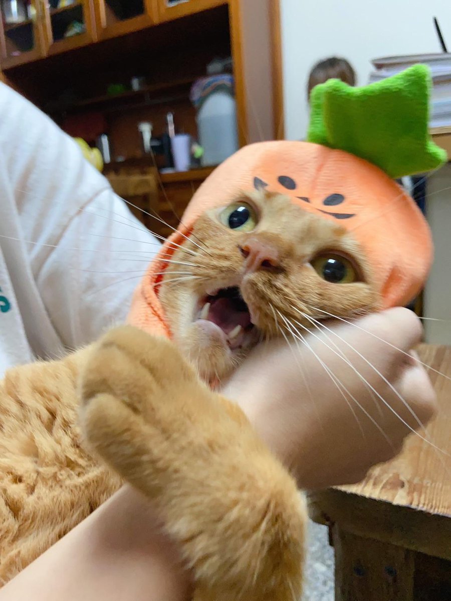 猫キリ tweet media
