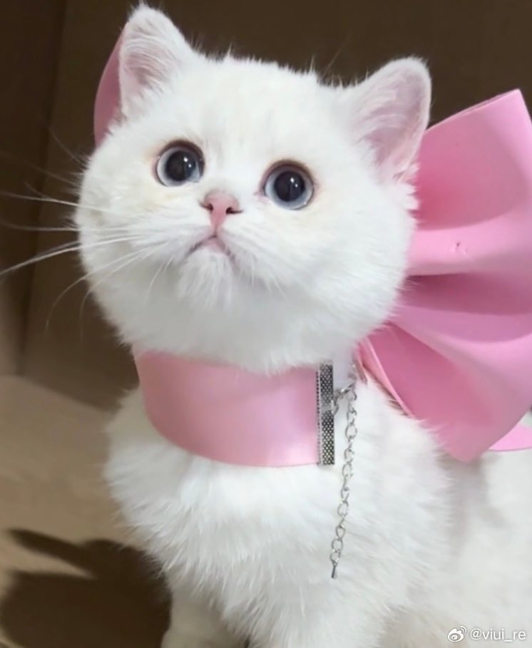 G_Charlie_Liuyu's tweet image. I see no difference👀🐈💗
Cr. viui_re

#LiuYu #刘宇 #リュウユ
#리우위 #หลิวอวี่ #LưuVũ