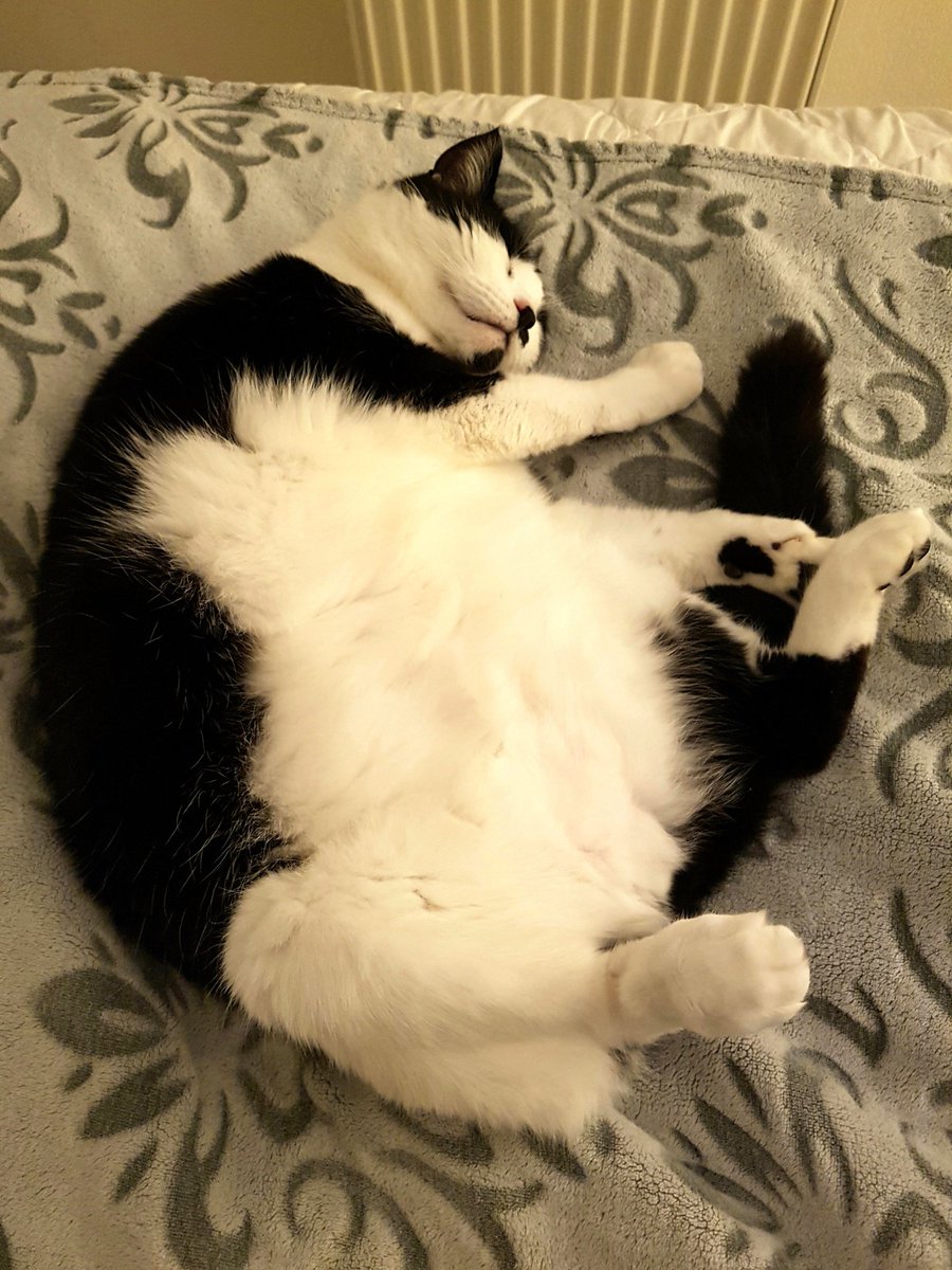 💕 " Well, this is where I'll be on a day like today !!!! " . . . " relaxing in bed with my legs in the air !!! " . . . "  well, a girl has to keep warm !!! " 💕 😂🤣😂🤣😂❤❤❤
#Princess #cats #CatsOfTwitter
#CatsAreFamily #Love