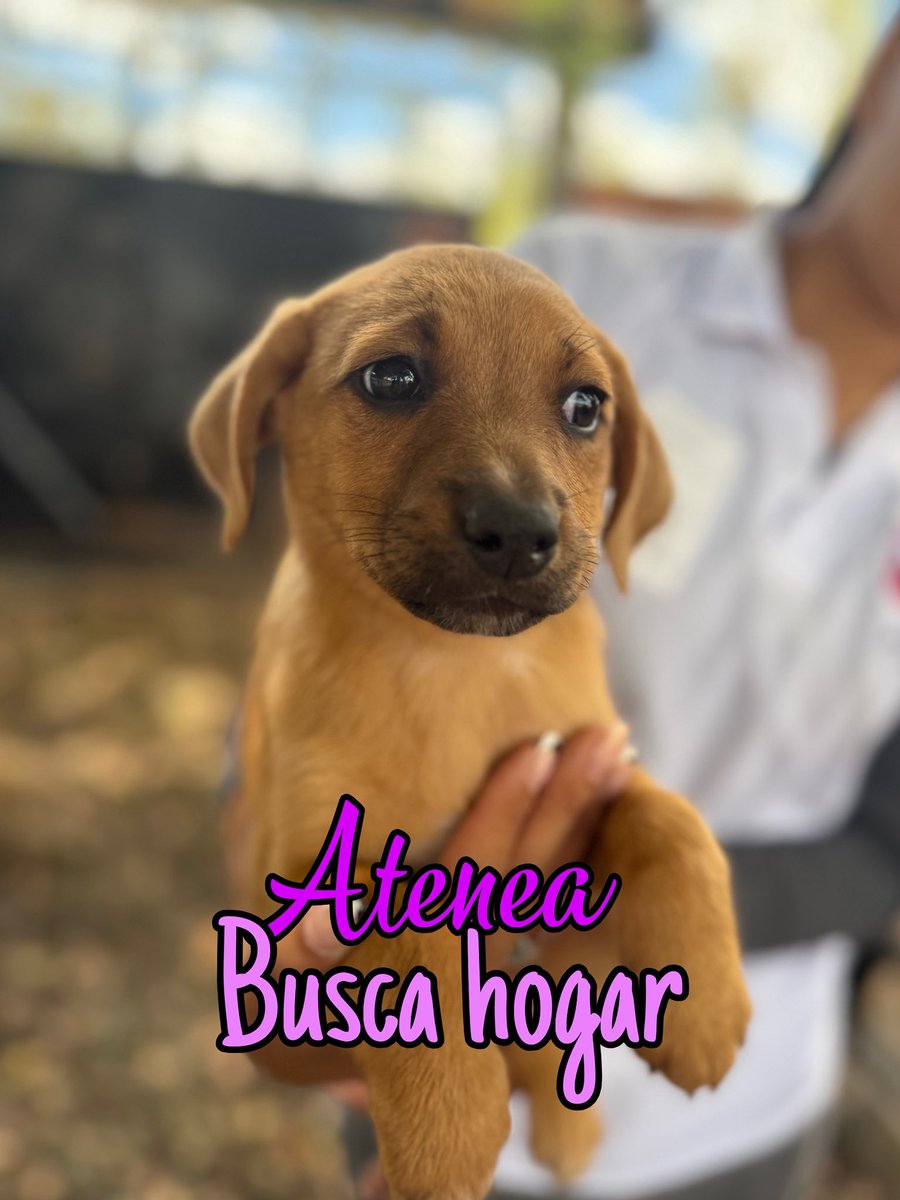 AsociacionMi's tweet image. Buscamos lindos hogares que nos den oportunidad de vida, somos muy bellos, nuestras mamás serán esterilizadas, a nosotros nos entregan vacunados, desparasitados y esterilizados, debemos esperar 1 mes más para que nos operen, pero ya estamos en búsqueda del amor de nuestras vidas.…
