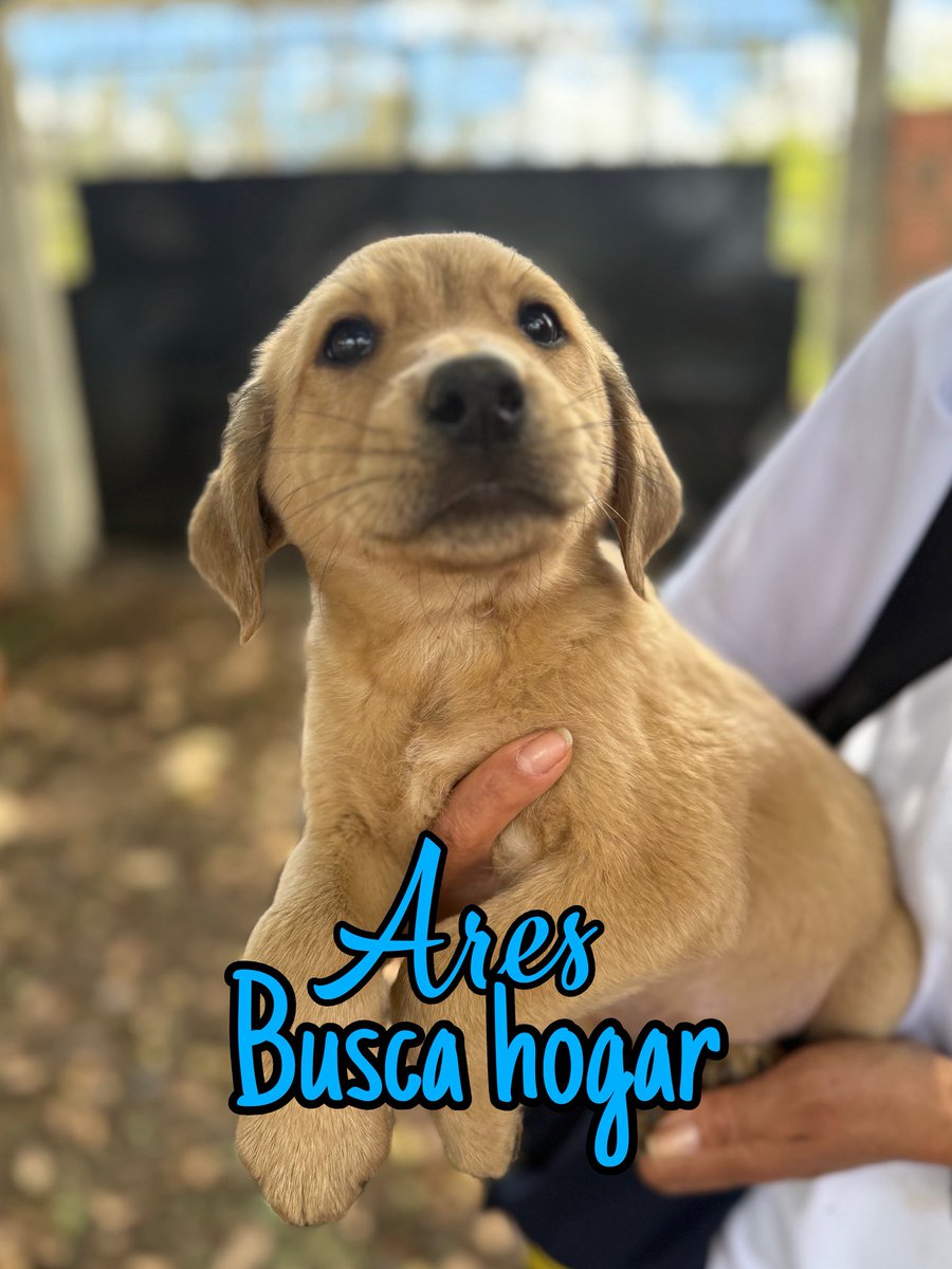 AsociacionMi's tweet image. Buscamos lindos hogares que nos den oportunidad de vida, somos muy bellos, nuestras mamás serán esterilizadas, a nosotros nos entregan vacunados, desparasitados y esterilizados, debemos esperar 1 mes más para que nos operen, pero ya estamos en búsqueda del amor de nuestras vidas.…