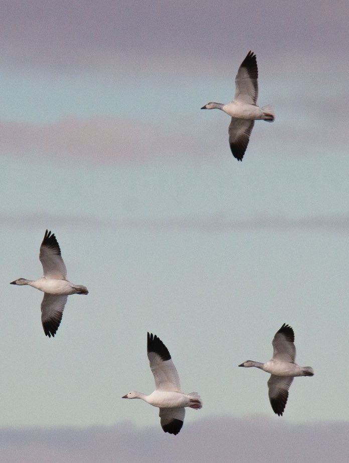 prairieguy2016's tweet image. Waterfowl Wednesday!  Ross geese making a turn against a soft pink &amp;amp; blue Montana prairie sky. #geese #migration #fall #montana #prairie