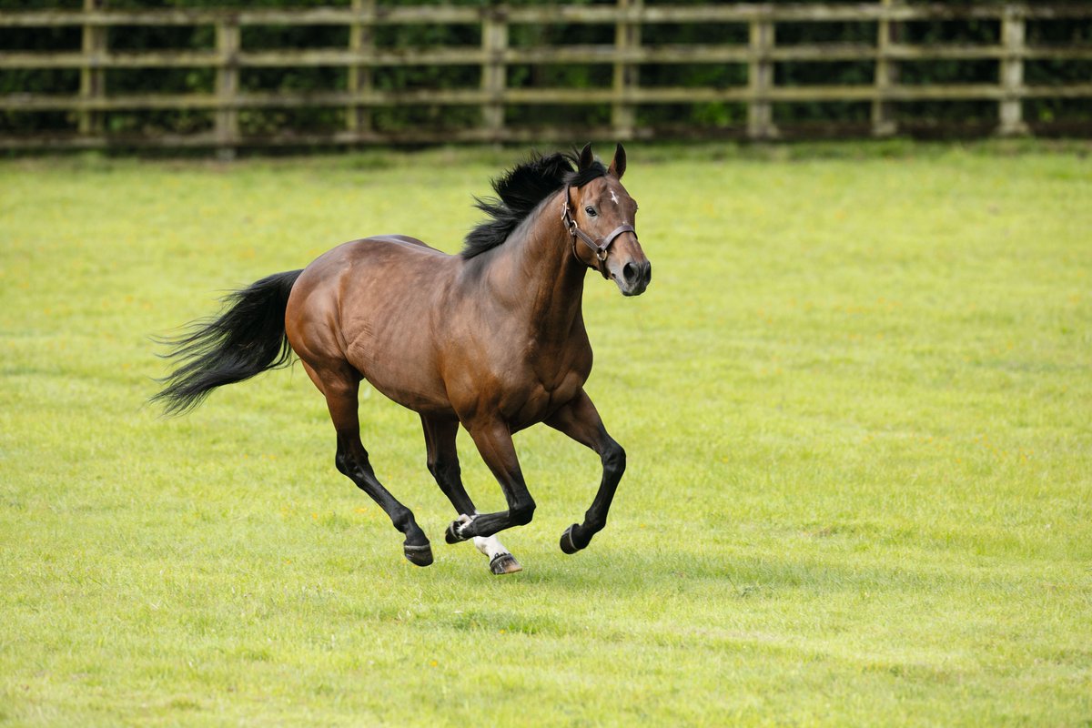 🇮🇪 More success for Ghaiyyath at the <a href="/Goffs1866/">Goffs</a> November Foal sale

His filly (lot 579) sold to Kevin Ross Bloodstock/<a href="/KilleenGlebe/">KilleenGlebe</a> for €125,000

Consigned by <a href="/Highpark12/">Highpark Bloodstock</a>, the filly’s granddam is a Listed winner, who has also produced multiple Stakes performers👏
