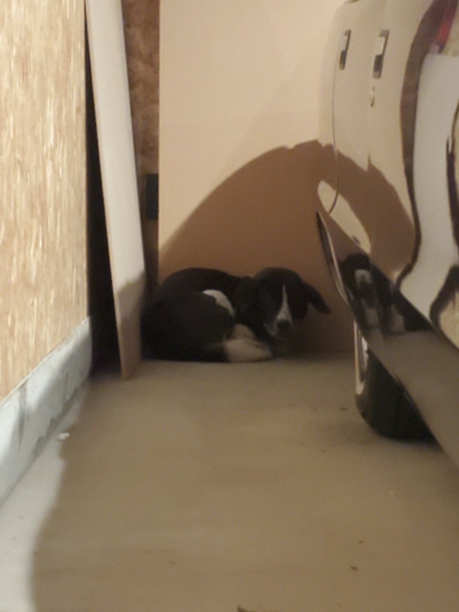 kabegamiya86's tweet image. 知らんイッヌがうちのガレージに居るんだけども．．．
誰かイッヌ迷子になってない？
日曜から開けてないからとりあえず水と餌は置いといたけど、怯えて出てこないし近づくと唸るし．．．

#迷子犬　＃迷い犬　＃静岡市