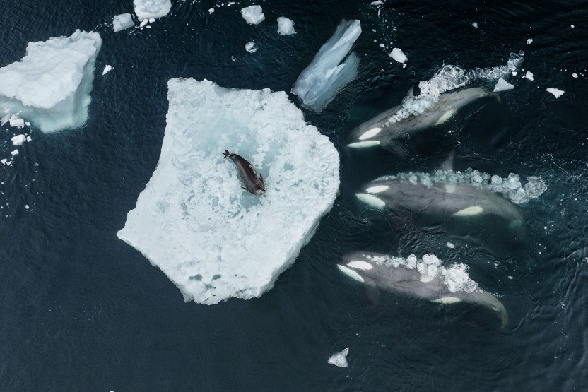 TiredEarth_FR's tweet photo. Chassé par des orques, un phoque joue sa survie dans une fuite spectaculaire captée en vidéo
#TiredEarth #orque
🔗https://t.co/USO2sXUbNe https://t.co/dcqnjWPDN1