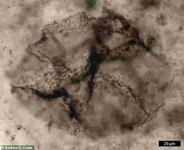 thandojo's tweet image. As part of a groundbreaking study, experts have detected traces of life locked inside #rocks more than 3.3 billion years old that could revolutionise our understanding of how #ancient #molecules evolved..