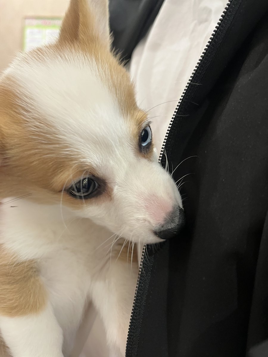 luuke0909's tweet image. オッドアイ🐶