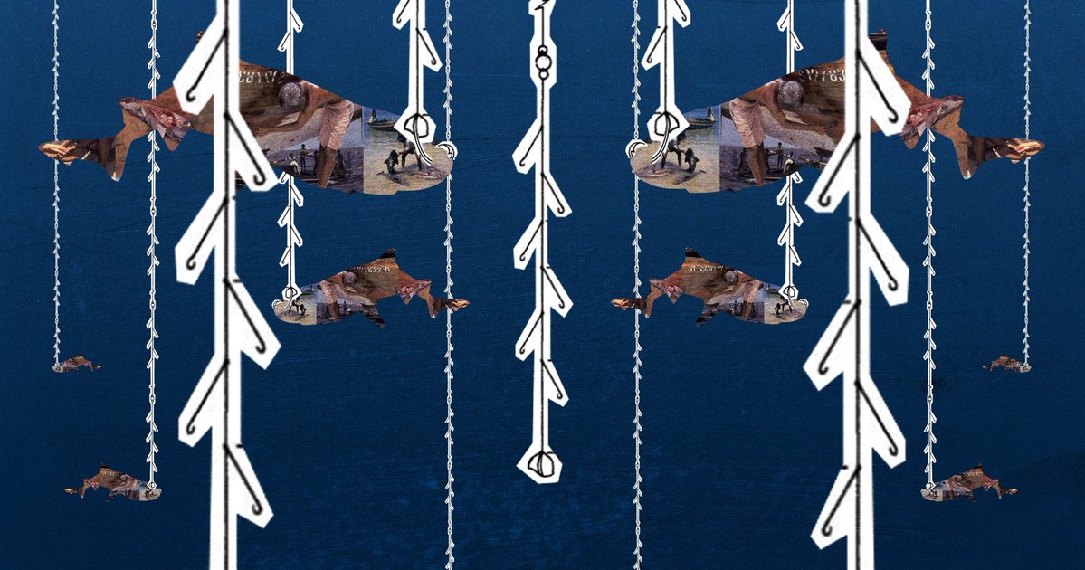 President Muizzu reopened the gulper shark fishery three weeks ago, defying conservationists in order to fulfil a campaign promise.

Today, not a single boat is fishing. Fishers call the regulations "not humanly possible" and dismiss the reopening as window dressing: