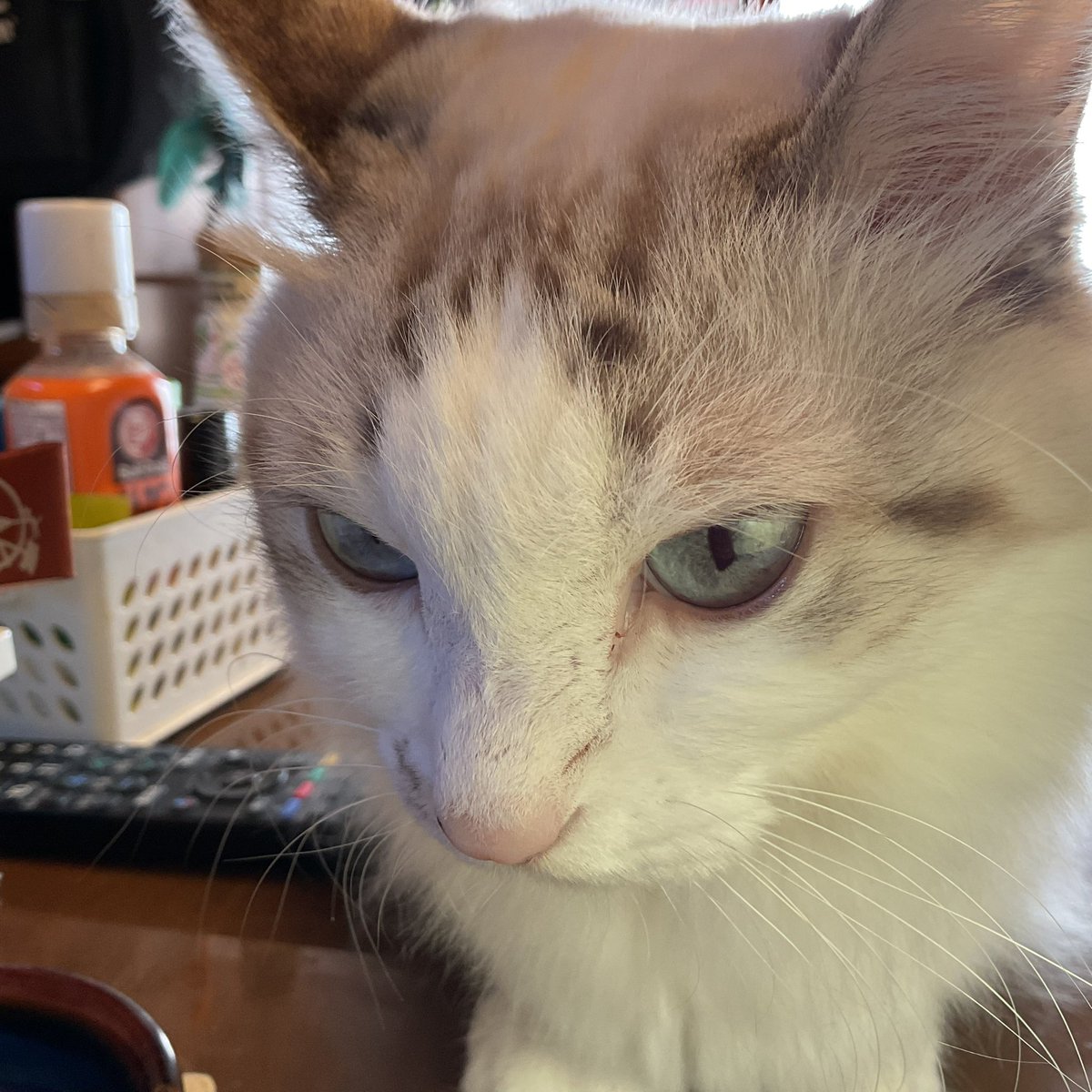 retrobaragit's tweet image. 有言通りにチャリで5時半くらいにエビスコに行って、食料を調達して来ました 😊
店が立ち並ぶ神社までの道は狭いのでチャリはムリ…  なので子供達が置く場所に停めて、チョチョイと近場で済ませました😆

おニャすみバハハイ🐏💤
#ネコ  #えびす講  #焼きそば  #タコ焼き  #お好み焼き