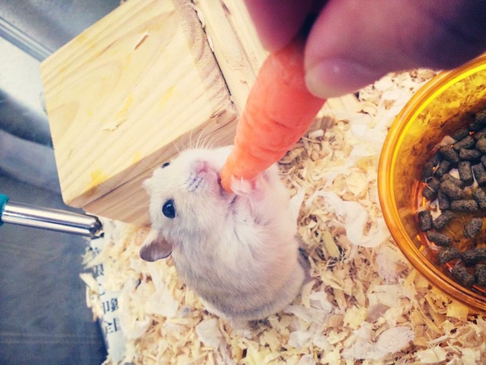 gurigu3's tweet image. ハムスター飼いたい。というか、昔飼ってたあの子に会いたい。大好きだったなぁ～。