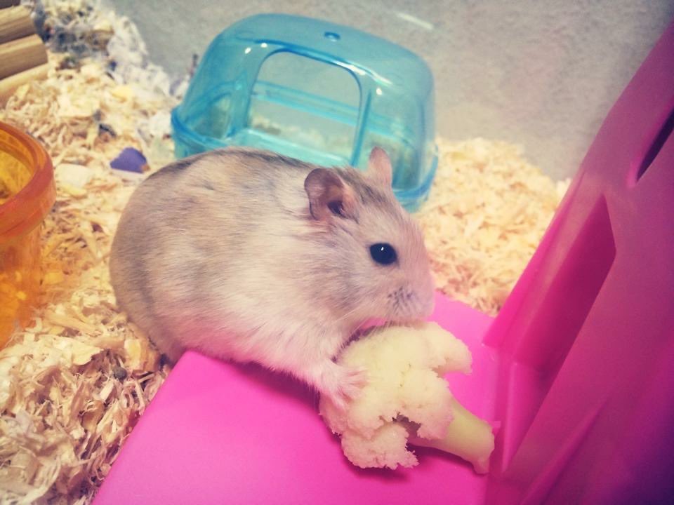 gurigu3's tweet image. ハムスター飼いたい。というか、昔飼ってたあの子に会いたい。大好きだったなぁ～。