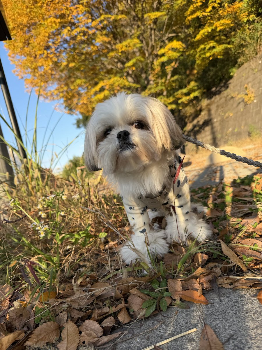 えっちゃん (@BokuEsteban) / Posts / X