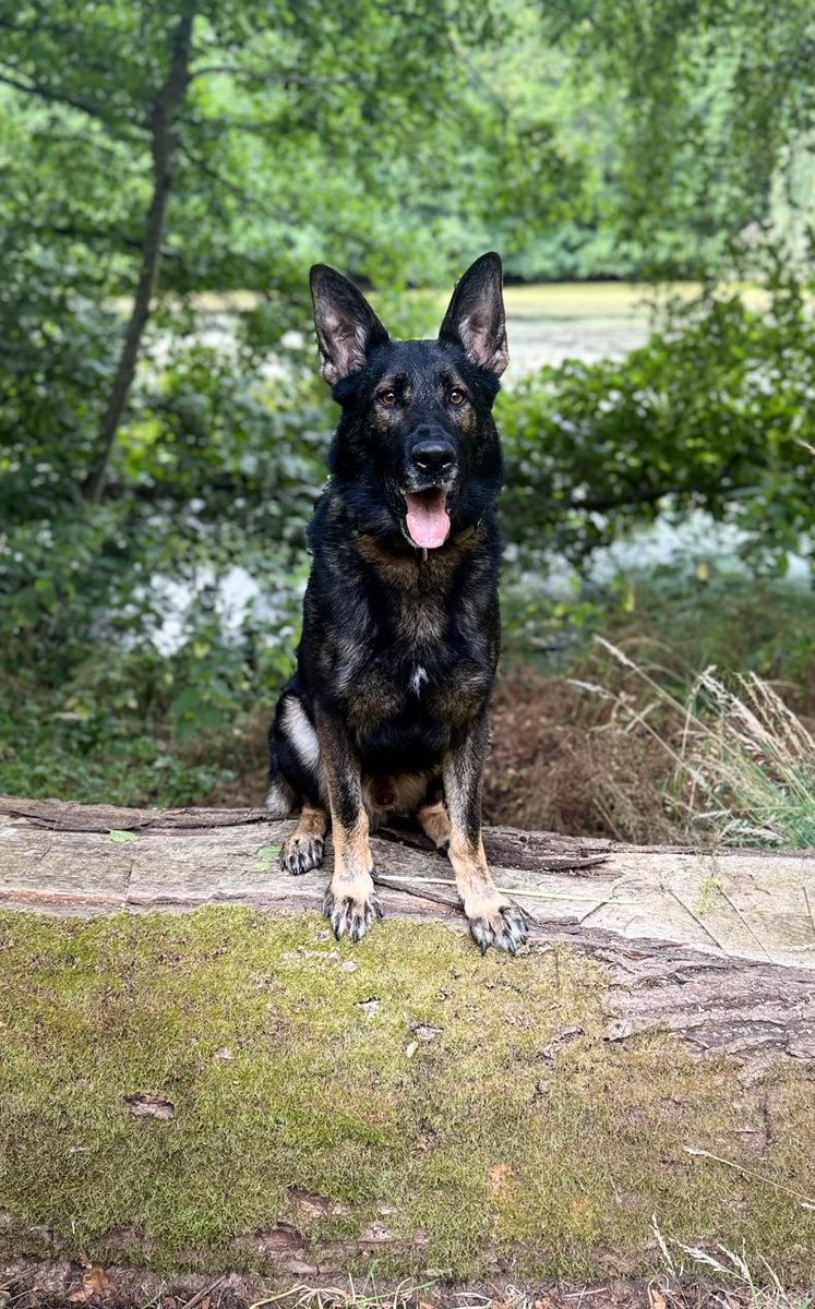 Warwickshire Police Dog Section tweet media