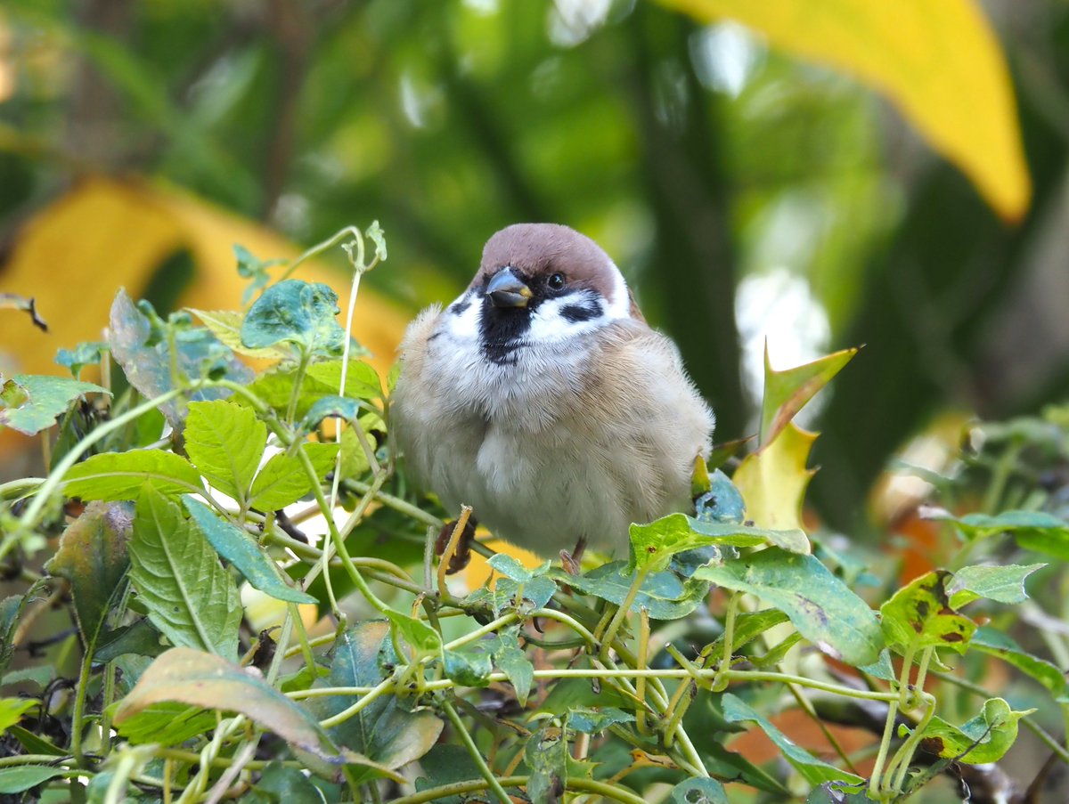 ちゅんちゅん (@chunchu0803) / Posts / X