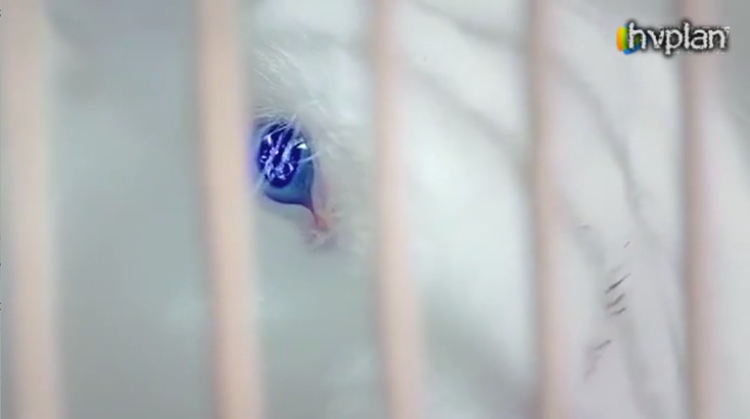 hvplan's tweet image. 2017年の中国製ネットドラマ”神兽麻将馆”第8集より。雀荘を営む若い主人が、神獣の霊骨を麻雀牌に封じ込めたことから始まる、コミカルな冒険譚です。
中国のファンタジーは時に突拍子も無い設定があり、それだけで面白そうに思えます。

#催眠 #洗脳 #MindControl #hypnosis