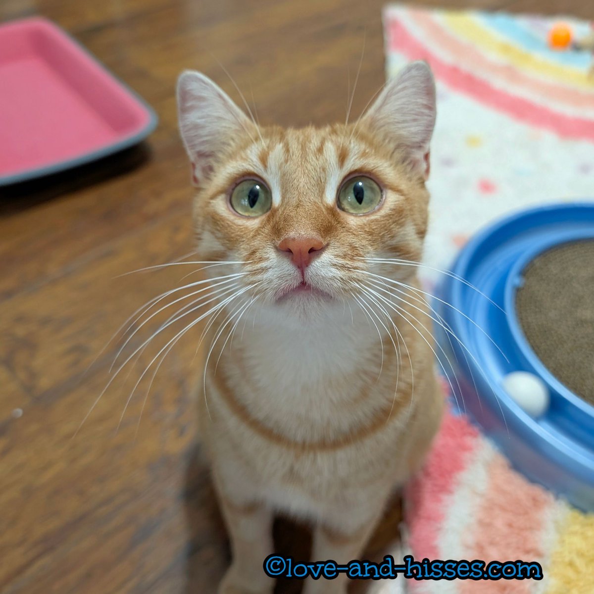 Forgotten Felines of Huntsville is now accepting applications for ChaCha. Email info@ffhsv.org to inquire, or fill out an application here: tinyurl.com/FFHSV  (Located in the Huntsville (Alabama) area; out of area adopters are allowed, but adopters must come here to adopt.)