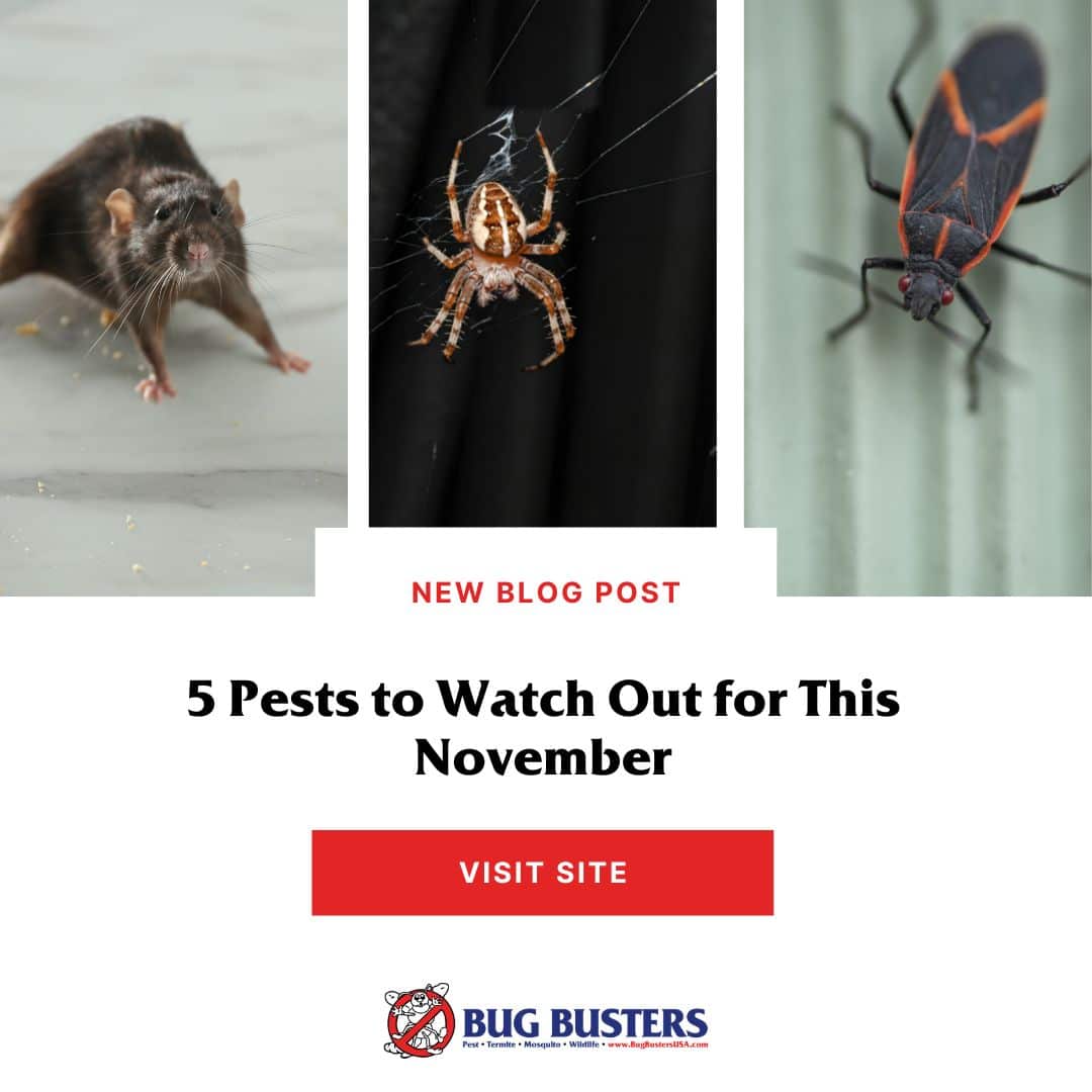 Bug Busters, Inc. tweet media