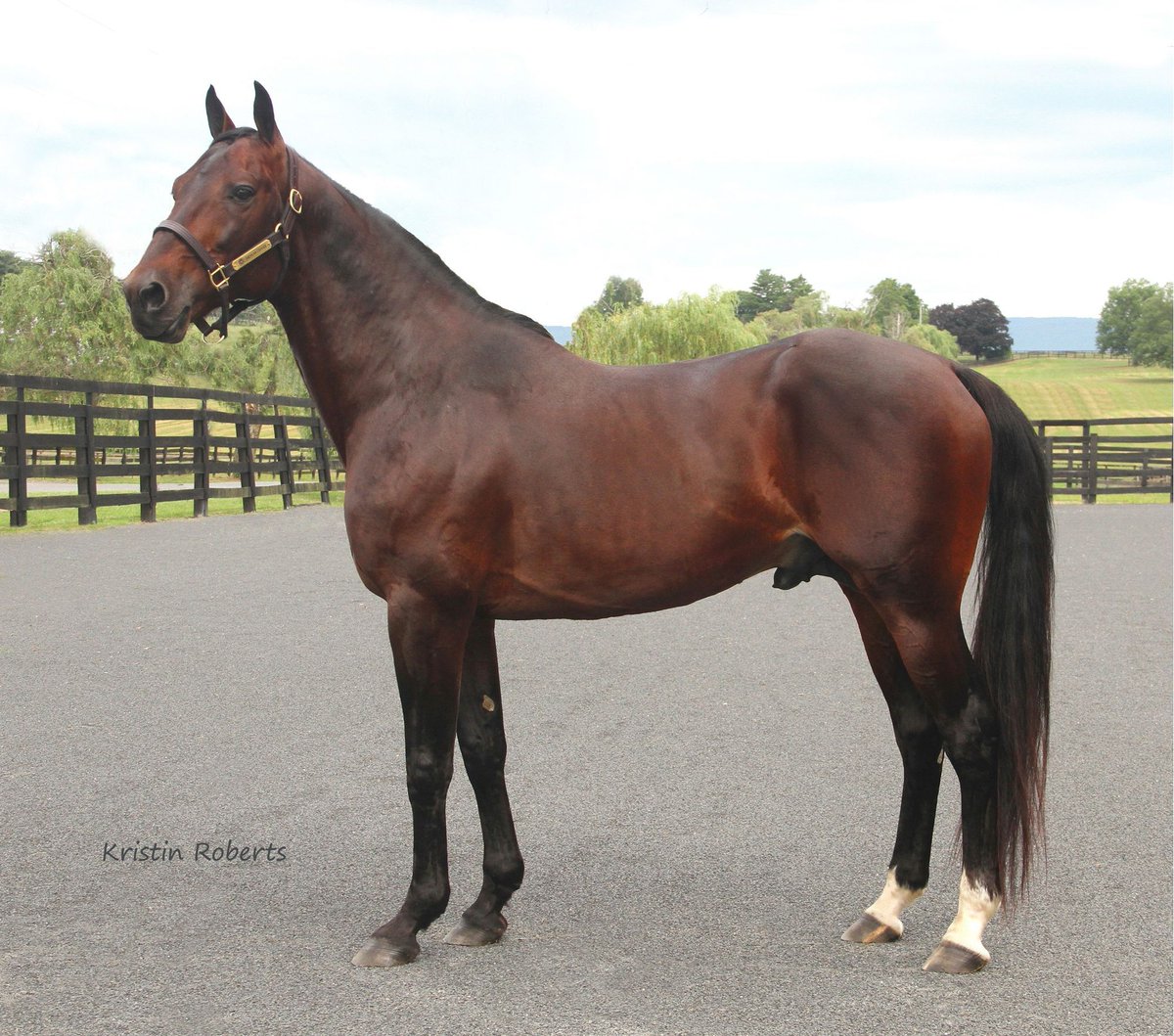 𝐀𝐦𝐞𝐫𝐢𝐜𝐚𝐧 𝐂𝐨𝐮𝐫𝐚𝐠𝐞 𝐢𝐬 𝐩𝐫𝐨𝐮𝐝𝐥𝐲 𝐜𝐚𝐫𝐫𝐲𝐢𝐧𝐠 𝐨𝐧 𝐭𝐡𝐞 𝐥𝐞𝐠𝐞𝐧𝐝𝐚𝐫𝐲 𝐀𝐦𝐞𝐫𝐢𝐜𝐚𝐧 𝐈𝐝𝐞𝐚𝐥 𝐥𝐞𝐠𝐚𝐜𝐲. 

He’s standing at Blue Chip Farms and ready to shape the next generation of New York-bred champions. 
bluechipfarms.com/americancourage